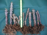 Euphorbia Milii Crown of Thorns Rooted Cuttings Coronas de Cristo Thai Hybrid