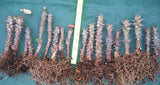 Euphorbia Milii Crown of Thorns Rooted Cuttings Coronas de Cristo Thai Hybrid