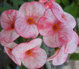 Euphorbia Milii Siam Beauty Crown of Thorns – Starter Cutting