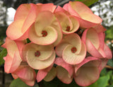 Euphorbia Milii BLACK DIAMOND Crown of Thorns Corona de Cristo