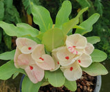Euphorbia Milii SWEET HONEYMOON Crown Of Thorns  Corona de Cristo