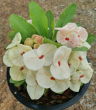 Euphorbia Milii SWEET HONEYMOON Crown Of Thorns  Corona de Cristo