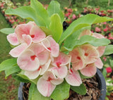 Euphorbia Milii SWEET HONEYMOON Crown Of Thorns  Corona de Cristo