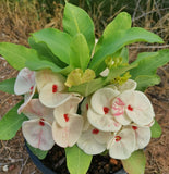 Euphorbia Milii SWEET HONEYMOON Crown Of Thorns  Corona de Cristo