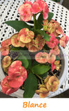 Euphorbia Milii Three (3) UNROOTED CUTTINGS Crown of Thorns Large Flowers