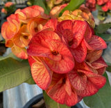 Crown of Thorns (Euphorbia milii) Blossom King — Giant Blooming Thai Hybrid Coronas de Cristo