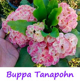 Euphorbia Milii Three (3) UNROOTED CUTTINGS Crown of Thorns Large Flowers