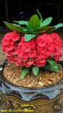 Euphorbia Milii LUCK SAP Crown of Thorns Corona De Cristo Thai Hybrid