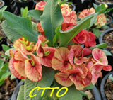 Euphorbia Milii ING CHAN Crown Of Thorns Corona de Cristo Rare
