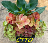 Euphorbia Milii ING CHAN Crown Of Thorns Corona de Cristo Rare