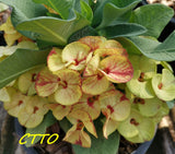 Euphorbia Milii ING CHAN Crown Of Thorns Corona de Cristo Rare
