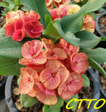 Euphorbia Milii ING CHAN Crown Of Thorns Corona de Cristo Rare