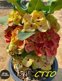 Euphorbia Milii ING CHAN Crown Of Thorns Corona de Cristo Rare