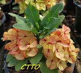 Euphorbia Milii ING CHAN Crown Of Thorns Corona de Cristo Rare