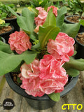 Euphorbia Milii Crown of Thorns Chiang Dao Coronas de Cristo