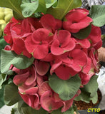 Euphorbia Milii TOP MILLIONAIRE (Yod Sethee) Crown of Thorns Corona de Cristo