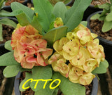Euphorbia Milii ING CHAN Crown Of Thorns Corona de Cristo Rare