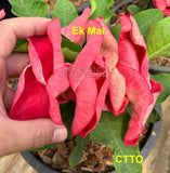 Euphorbia Milii EK MAI Crown of Thorns Corona de Cristo