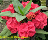 Euphorbia Milii LUCK SAP Crown of Thorns Corona De Cristo Thai Hybrid