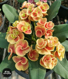 Euphorbia Milii CHAM CHAN Crown of Thorns  Corona de Cristo