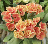 Euphorbia Milii CHAM CHAN Crown of Thorns  Corona de Cristo