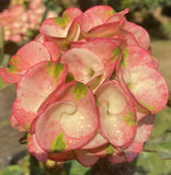 Euphorbia Milii Charoen Lap Crown of Thorns  Corona de Cristo