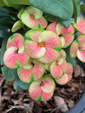 Euphorbia Milii Crown of Thorns Rooted Cuttings Coronas de Cristo Thai Hybrid