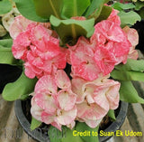 Euphorbia Milii Crown of Thorns Chiang Dao Coronas de Cristo