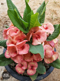 Euphorbia Milii CHOKCHAI Crown of Thorns Corona De Cristo Cactus Poysean