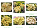 Euphorbia Milii UNROOTED CUTTINGS Crown of Thorns Corona de Cristo Rare