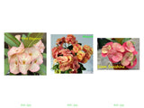 Euphorbia Milii Crown of Thorns 3 Colors per Pack Corona de Cristo