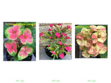 Euphorbia Milii Crown of Thorns 2 Colors per Pack Corona de Cristo
