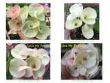 Euphorbia Milii UNROOTED CUTTINGS Crown of Thorns (Set B)Corona de Cristo Large Flowers