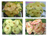 Euphorbia Milii UNROOTED CUTTINGS Crown of Thorns Corona de Cristo Rare