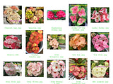 Euphorbia Milii Crown of Thorns ROOTED CUTTINGS 6 Colors per Pack Corona de Cristo