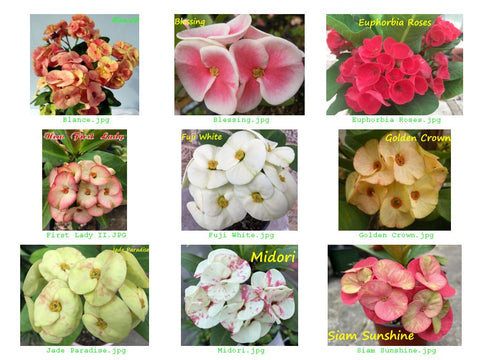 Euphorbia Milii UNROOTED CUTTINGS Crown of Thorns Corona de Cristo Rare