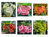 Euphorbia milii Crown of Thorns Mix and Match 3 Varieties Coronas de Cristo