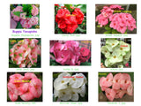 Euphorbia Milii 4 UNROOTED CUTTINGS Crown of Thorns (Set C)Corona de Cristo Large Flowers
