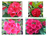 Euphorbia Milii UNROOTED CUTTINGS Crown of Thorns Corona de Cristo Rare