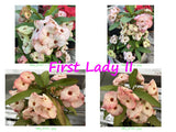 Euphorbia Milii UNROOTED CUTTINGS Crown of Thorns Corona de Cristo Rare