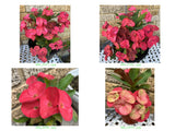 Euphorbia Milii UNROOTED CUTTINGS Crown of Thorns Corona de Cristo Rare