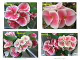 Euphorbia Milii UNROOTED CUTTINGS Crown of Thorns Corona de Cristo Rare