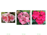 Euphorbia Milii Crown of Thorns 2 Colors per Pack Corona de Cristo