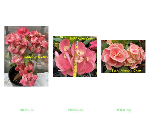 Crown Of Thorns Euphorbia Milii Coronas de Cristo Giant Flowers Set of 3 Premium Hybrids
