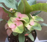 Euhorbia Milii Crown Of Thorns Corona de Cristo Thai Hybrid "Crazy Pink"