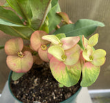 Euhorbia Milii Crown Of Thorns Corona de Cristo Thai Hybrid "Crazy Pink"
