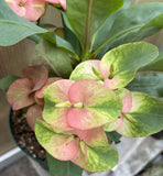Euhorbia Milii Crown Of Thorns Corona de Cristo Thai Hybrid "Crazy Pink"