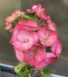 Euhorbia Milii Crown Of Thorns Corona de Cristo Thai Hybrid "Crazy Pink"