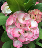 Euphorbia Milii ANGEL FACE Crown of Thorns Corona De Cristo Cactus Thai Hybrid