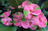 Euhorbia Milii Crown Of Thorns "Pink Emerald Flamingo" Corona de Cristo Large blooming Variety